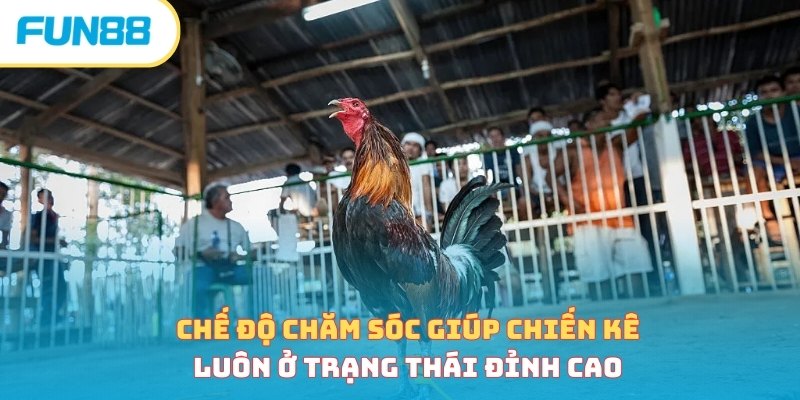Chế độ chăm sóc giúp chiến kê luôn ở trạng thái đỉnh cao